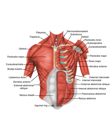 How To Make Your Chest Look Flat