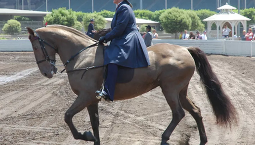 can a buckskin have a dorsal stripe