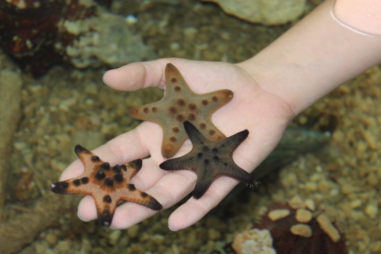 baby chocolate chip starfish