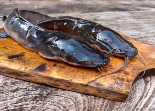 catfish very fishy tasting