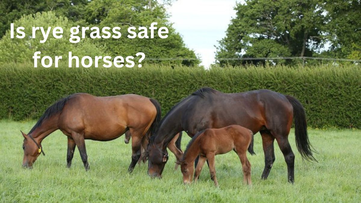 grass safe for horses