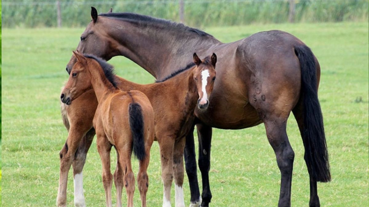 how many babies can a horse have