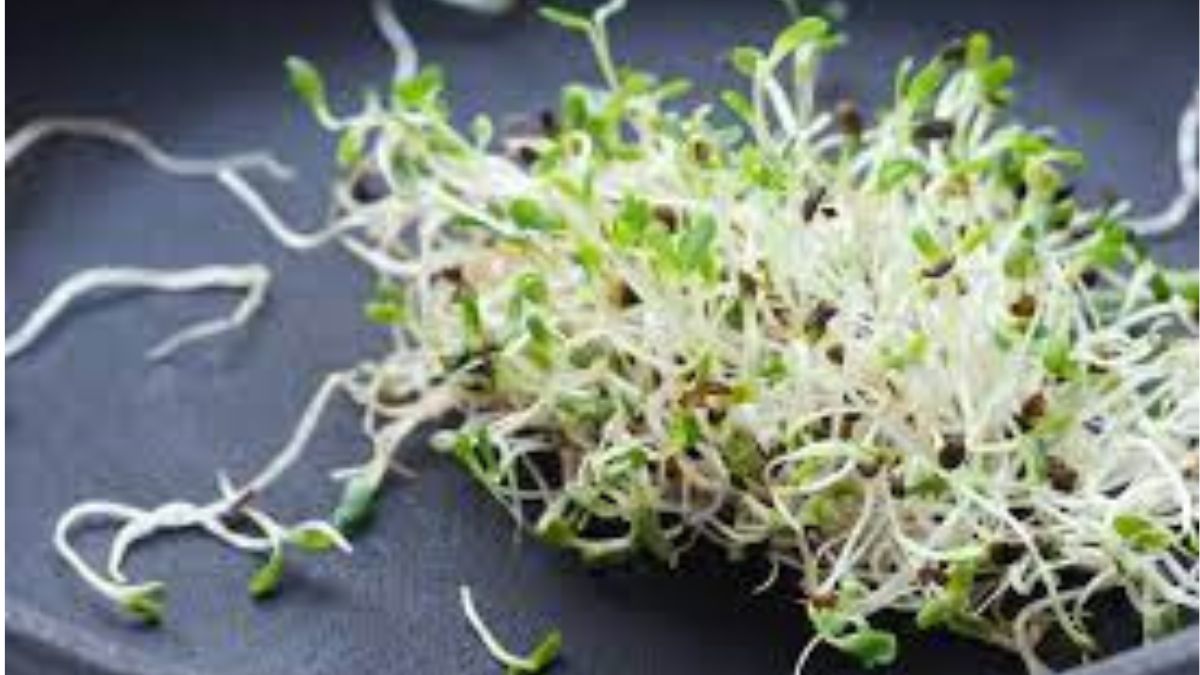 rats eat alfalfa sprouts