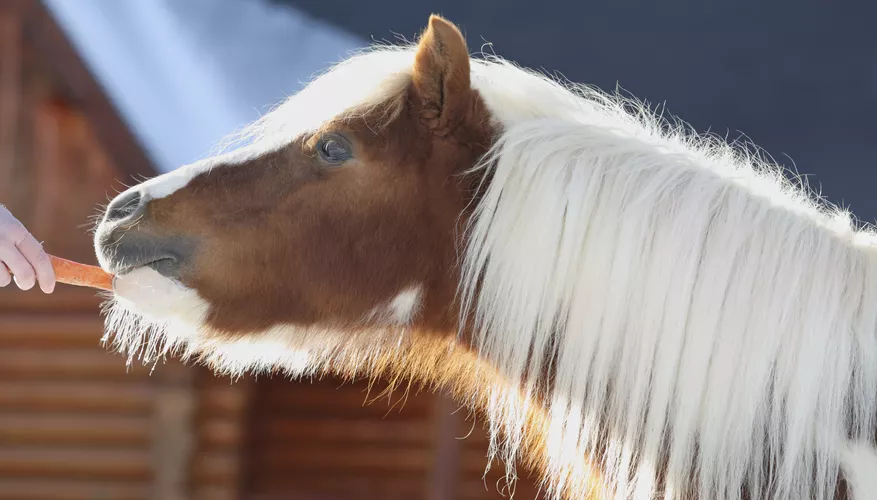 Is spinach good for horses?