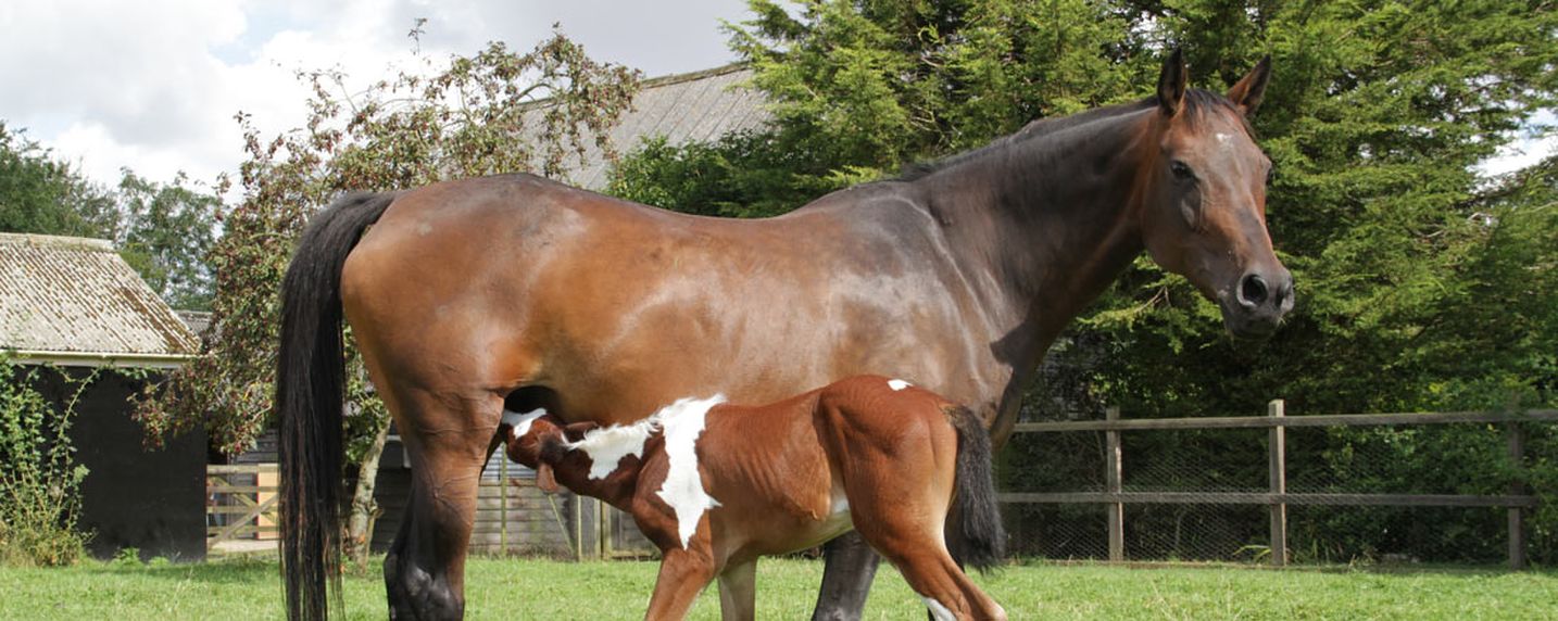 mares lactate without being pregnant