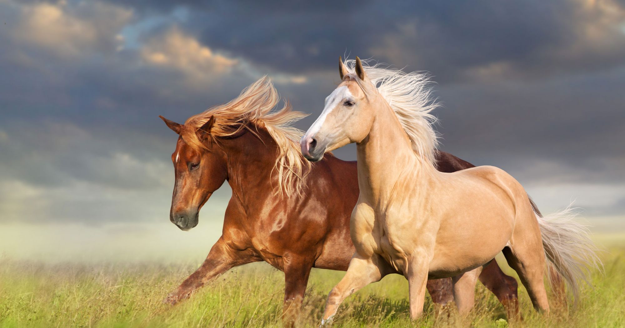 can horses eat pine needles