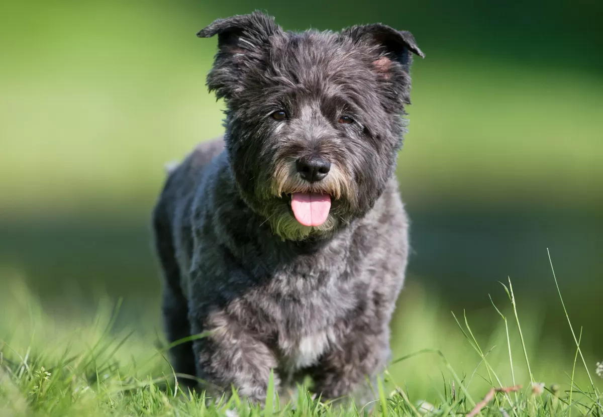 how to hand strip a cairn terrier