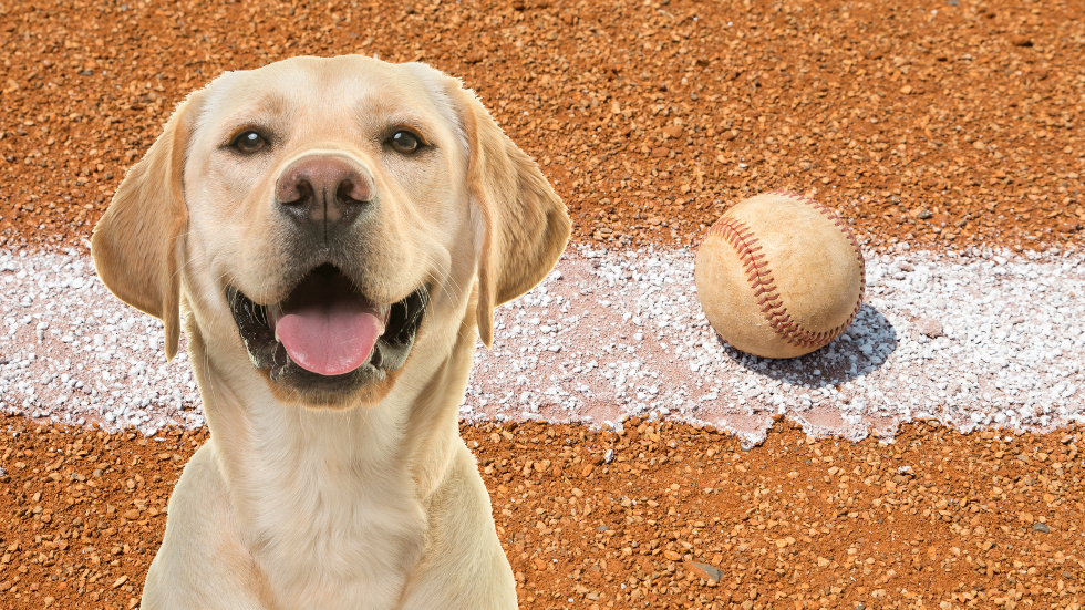 are baseballs safe for dogs