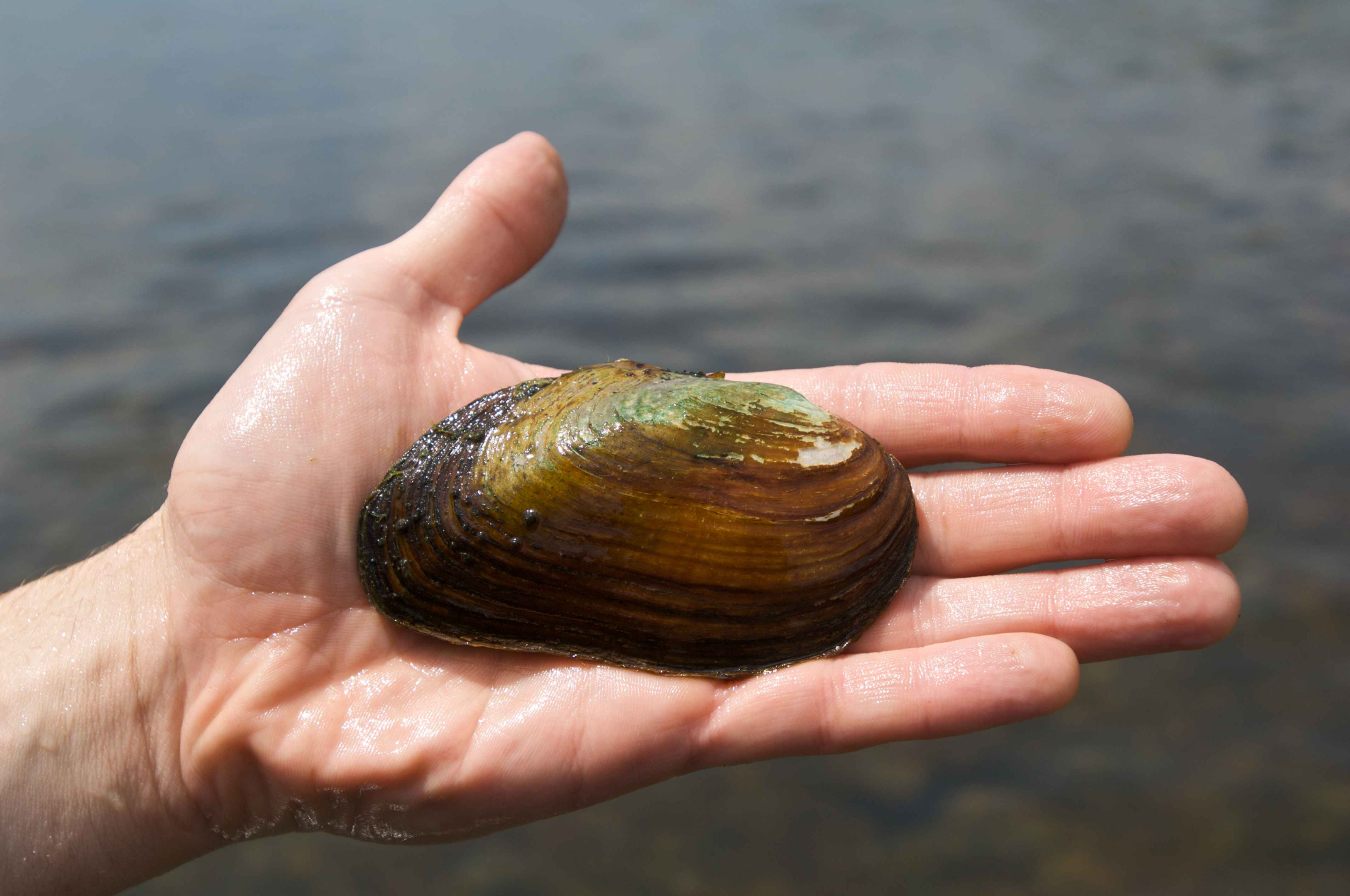 can clams live in freshwater