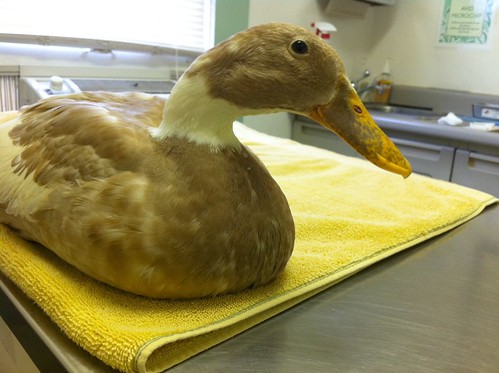 breathing in duck poop