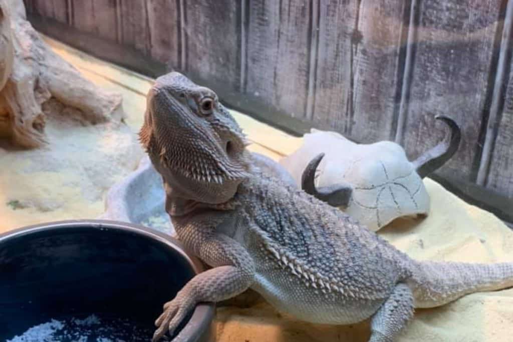 how long can a bearded dragon go without eating crickets