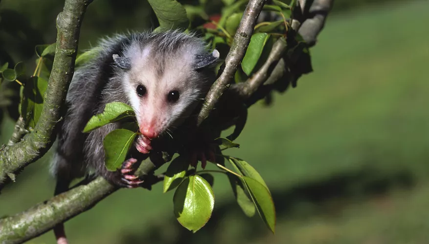 do opossums carry leprosy