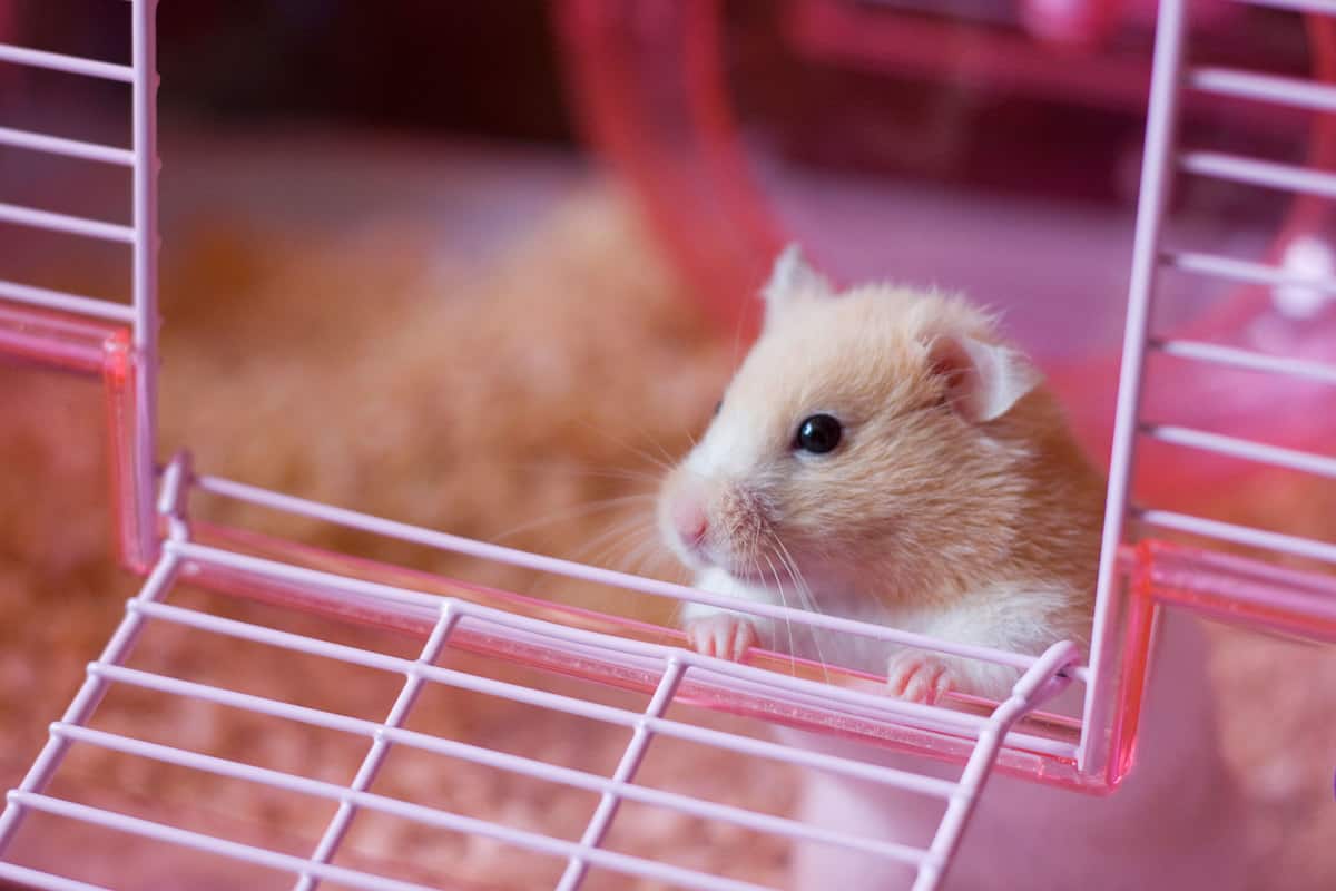 can you bring a hamster on a plane