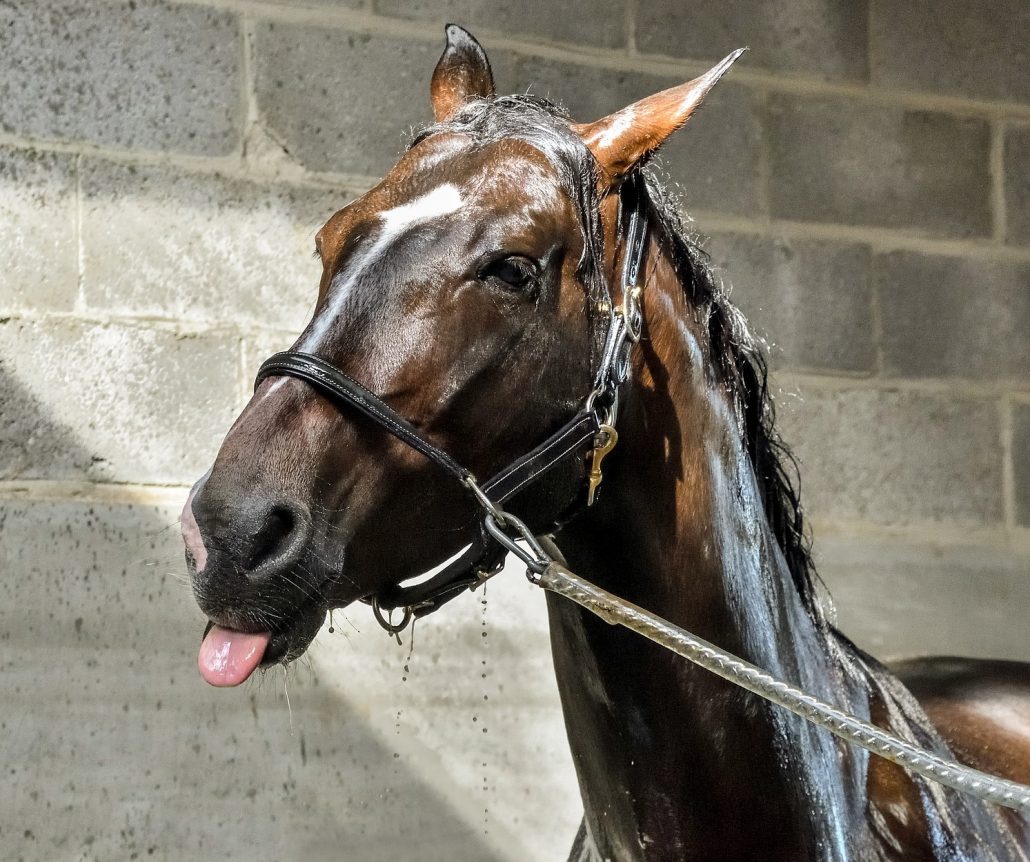 how often should you bathe a horse