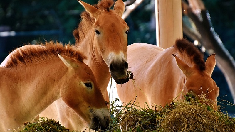 sunflowers harmful to horses