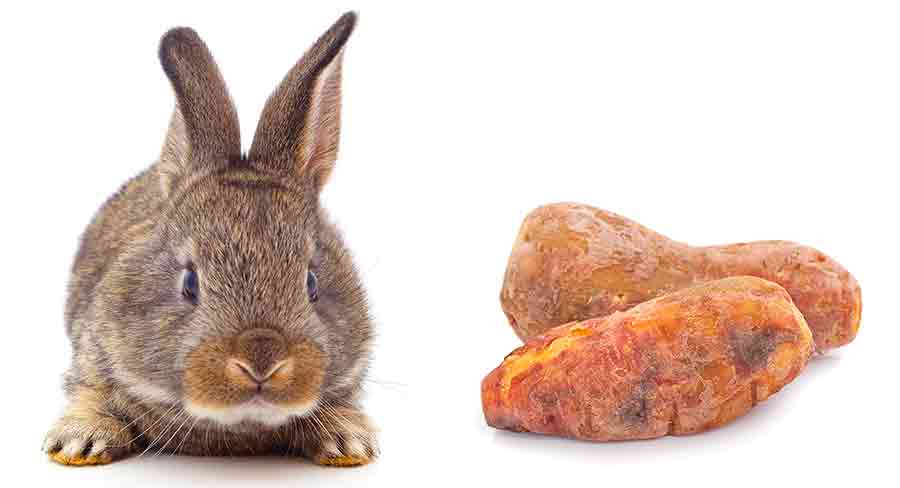 sweet feed OK for rabbits