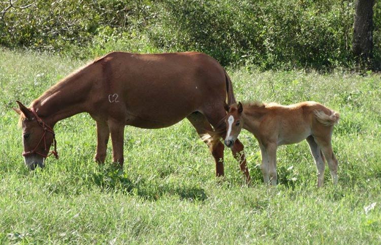 two mules have a baby