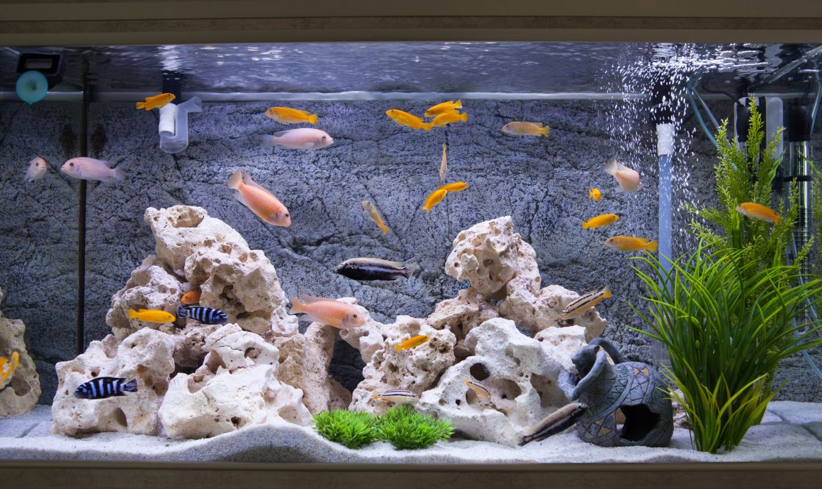 raise calcium levels in a fish tank