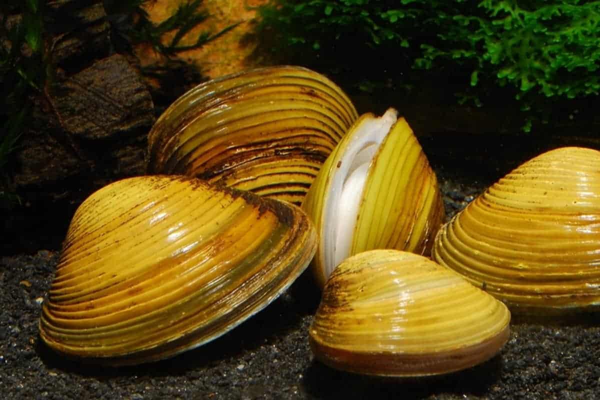 how long do freshwater clams live