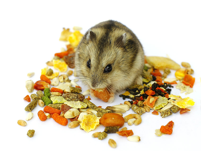 what can syrian hamsters eat