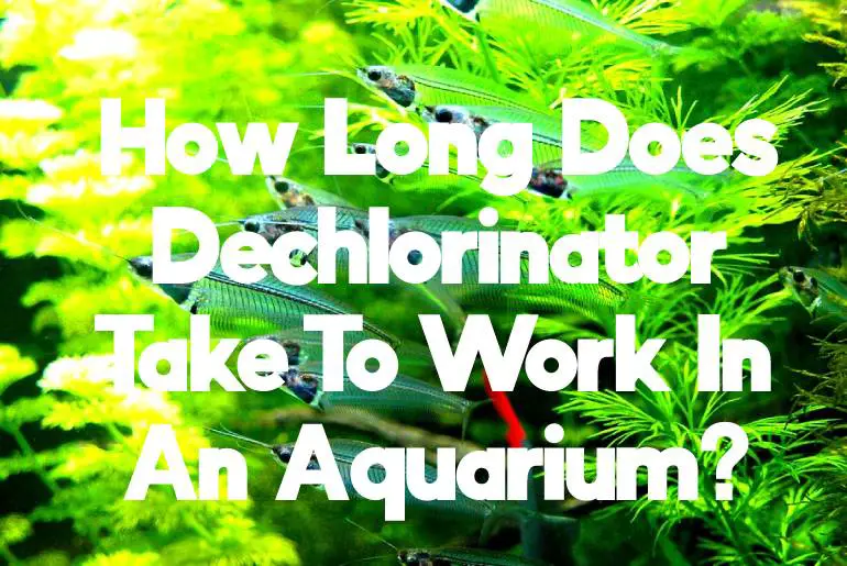 how long does dechlorinator take to work