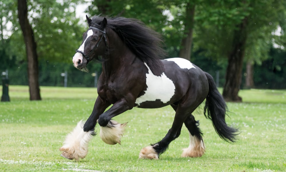 how much does a gypsy vanner horse cost