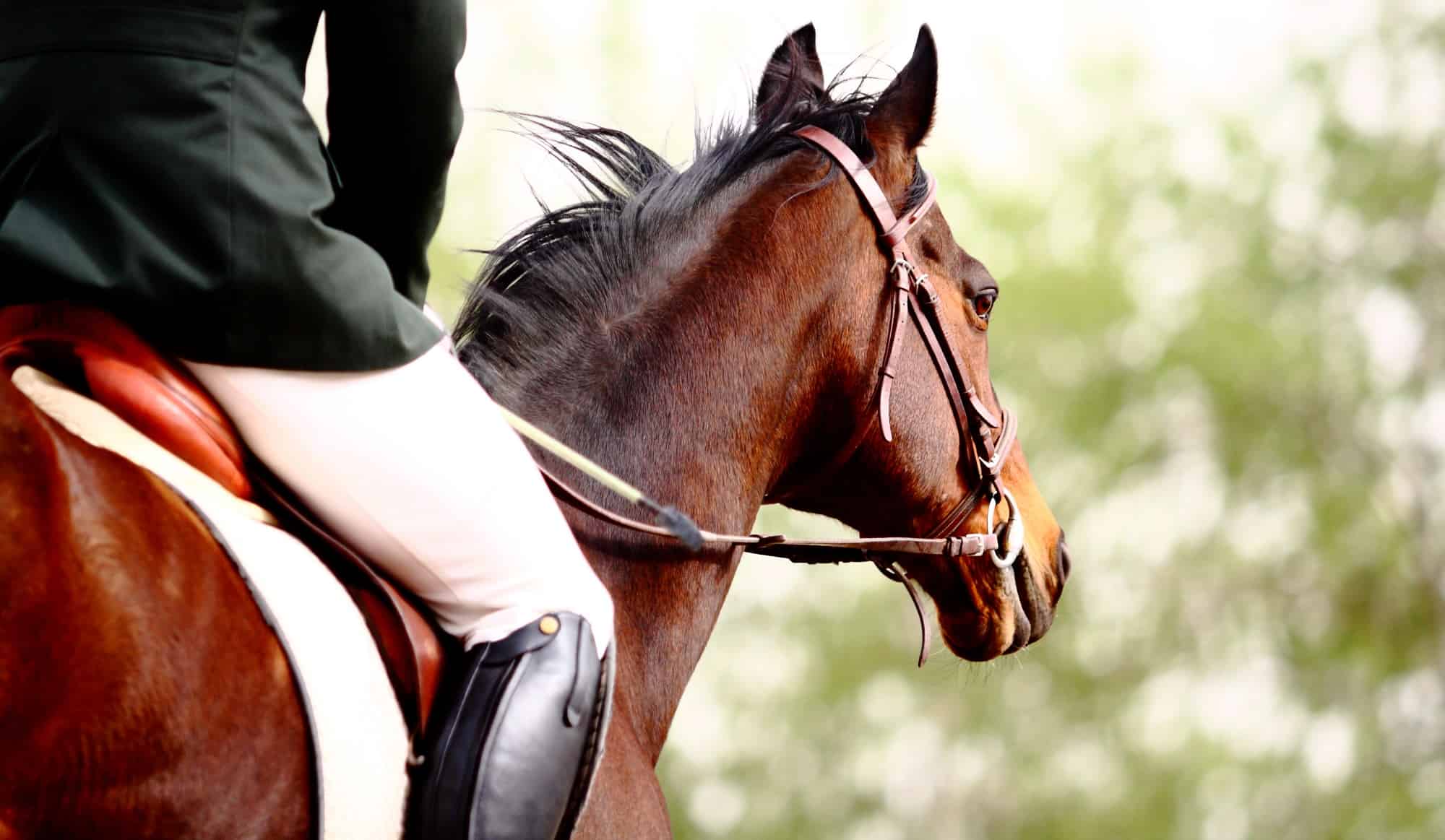 Can a horse carry 300 pounds?
