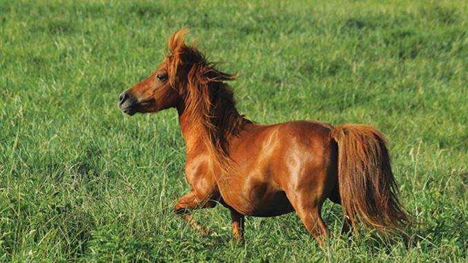 how much land do you need for a mini horse