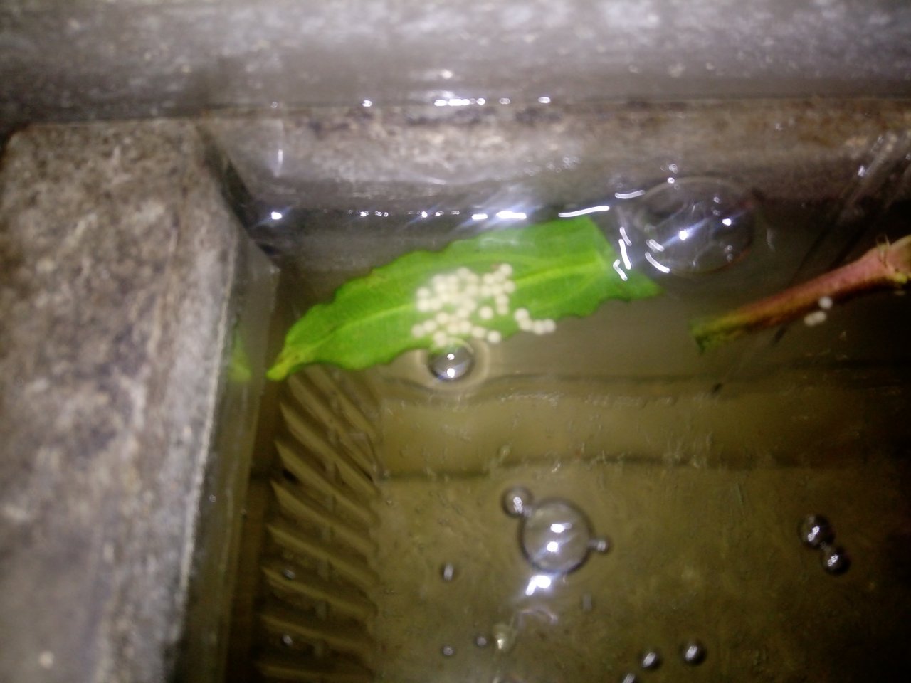 Cory egg is fertile