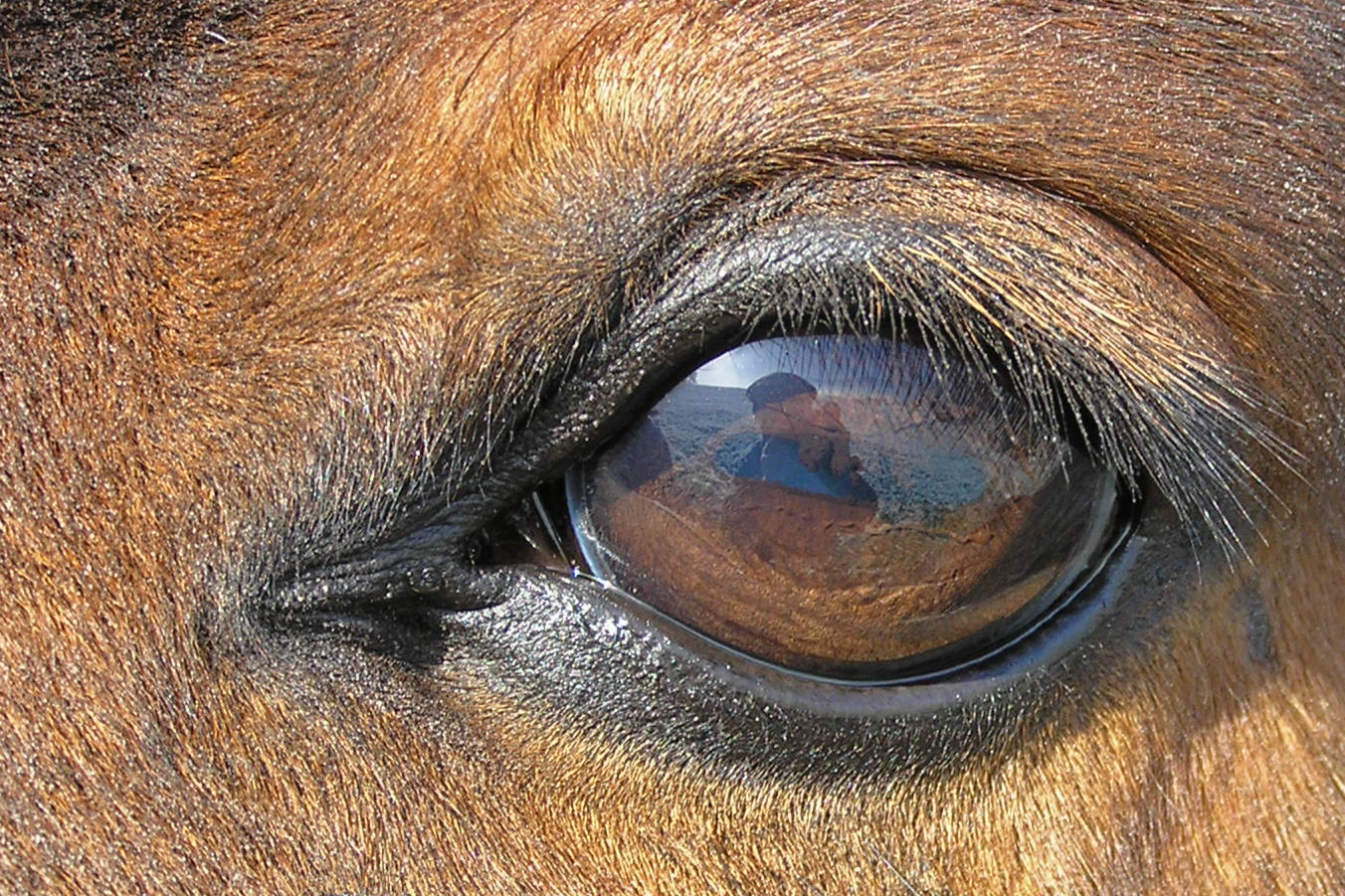 do horses see in colour