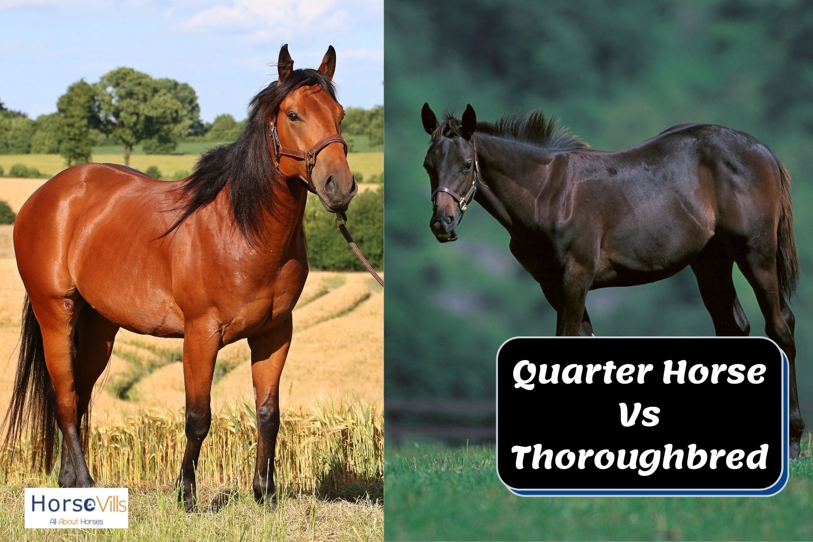 Quarter Horse faster than a Thoroughbred?