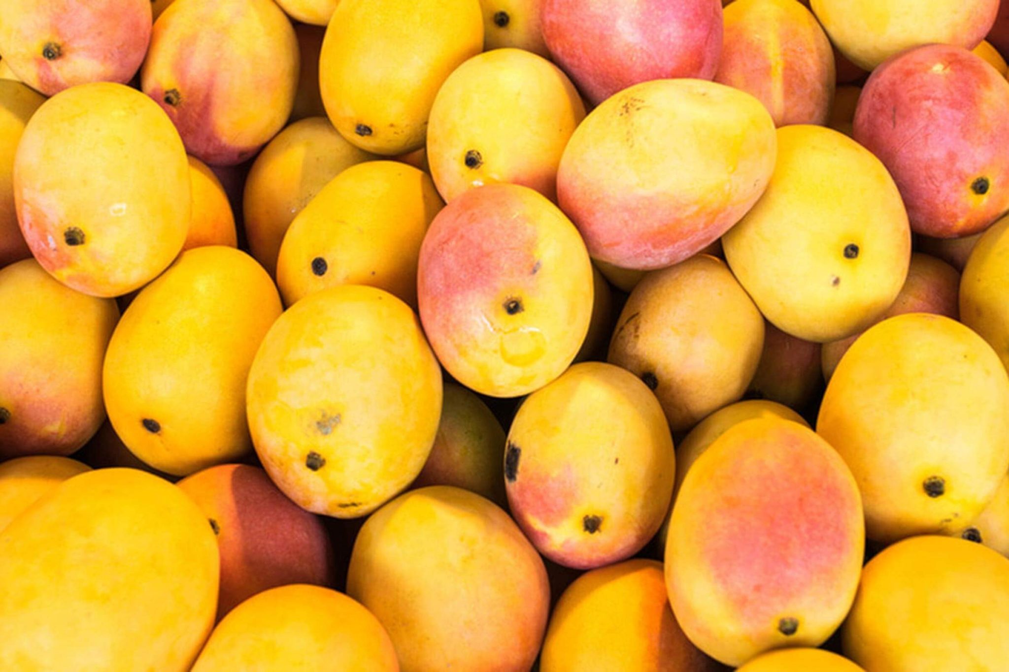 can overripe mango make you sick