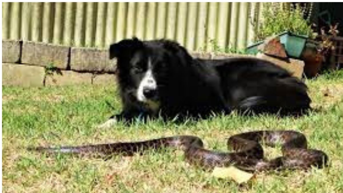 snake afraid of dogs