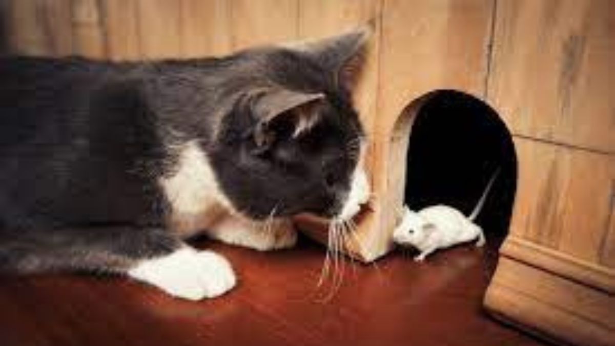 cats to eat mice