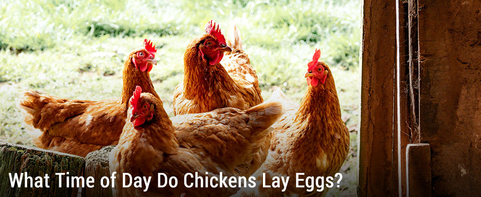 do chickens only lay eggs in the morning