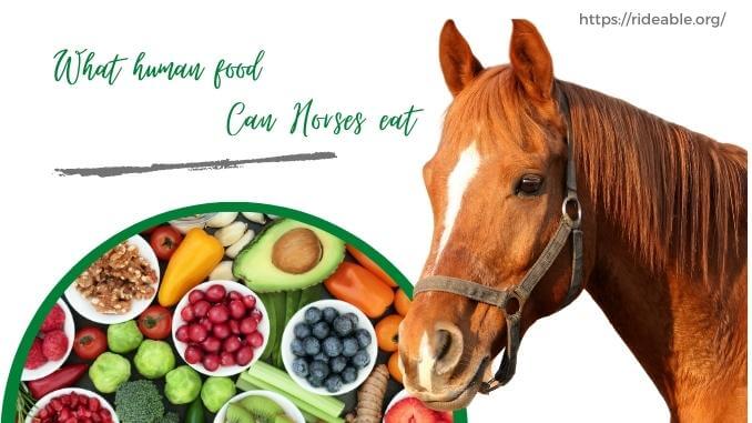 human food horses can eat