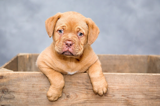 puppy safe after 2nd vaccination