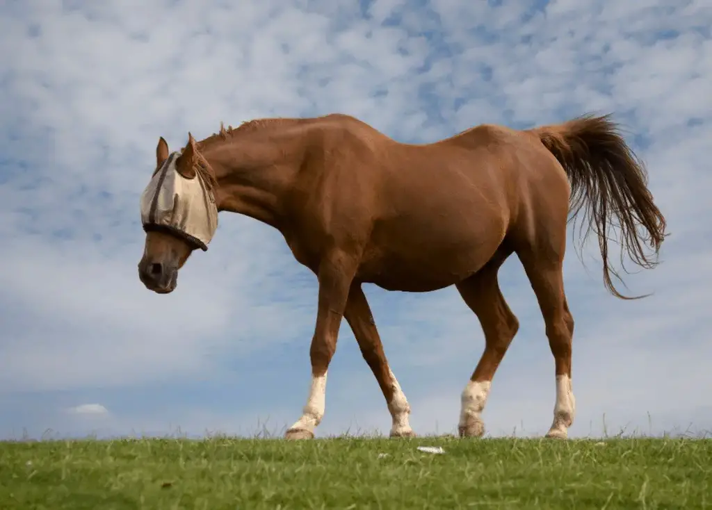 why do horses wear hoods