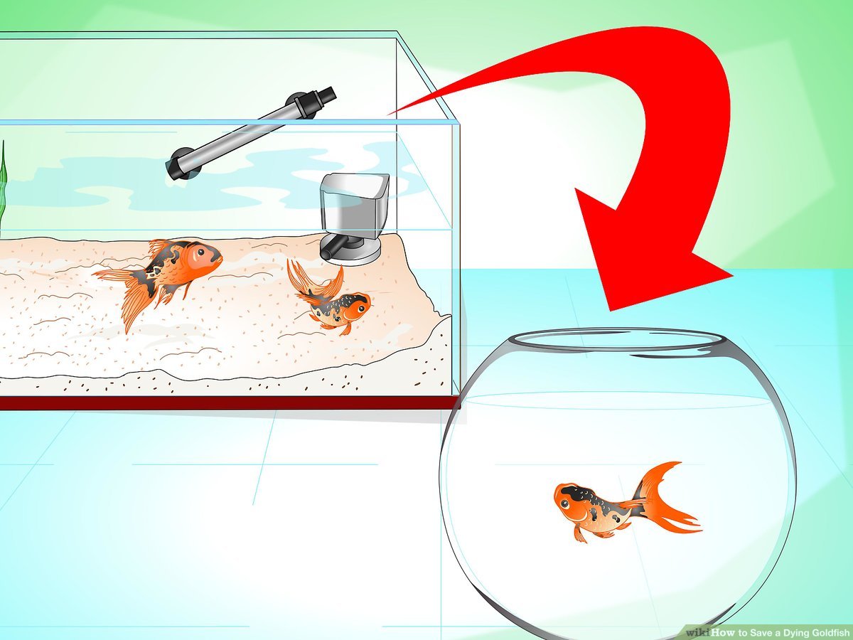 How do you revive a dying fish?