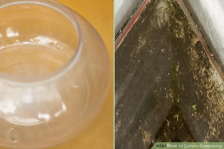 feed Daphnia with green water