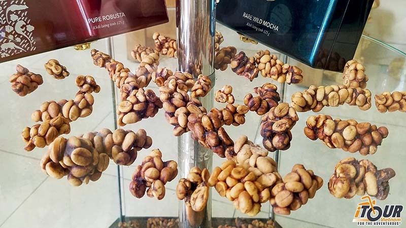 Vietnamese weasel coffee