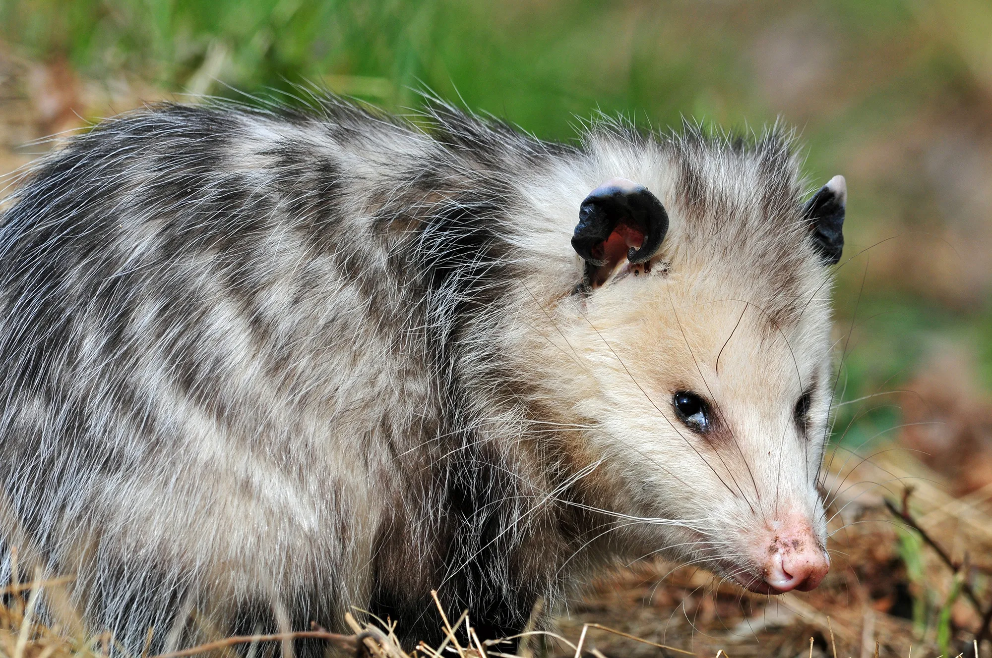 do opossums carry leprosy