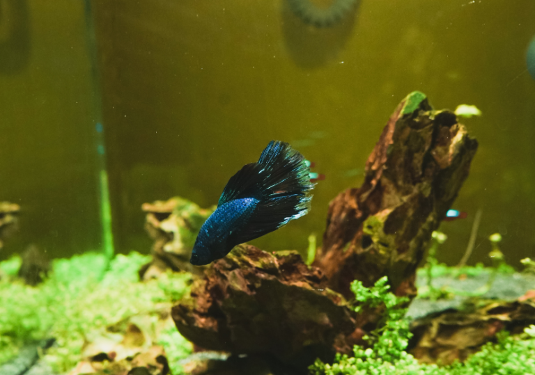 Do fish like toys?