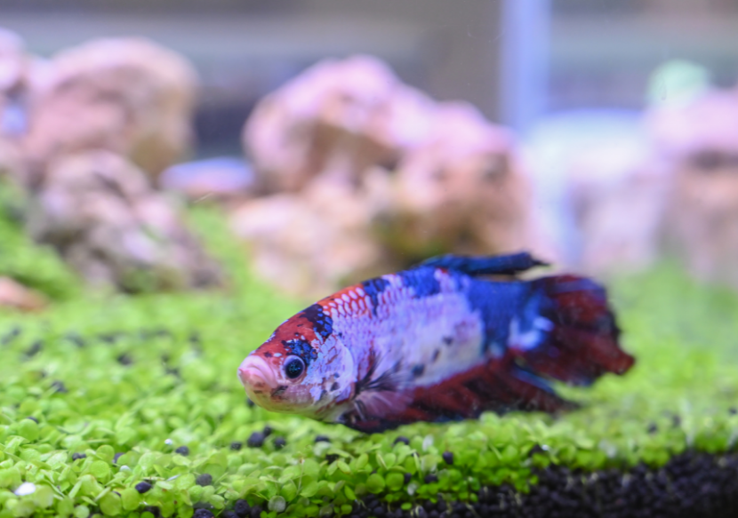 is it normal for betta fish to stay still
