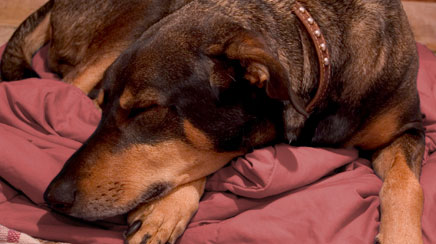 can dogs have night terrors