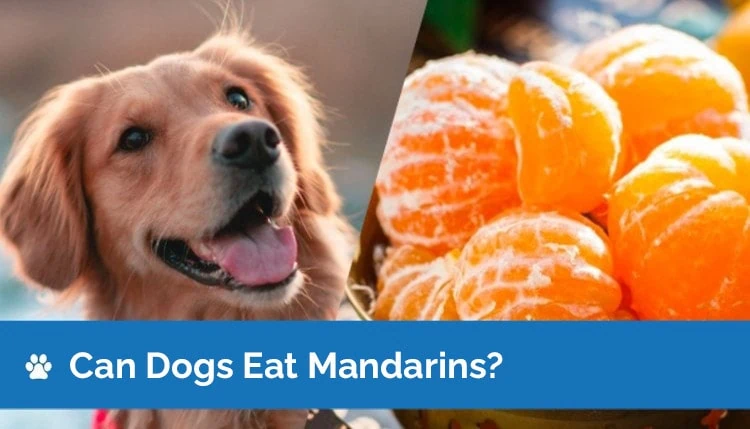 can puppy eat mandarin