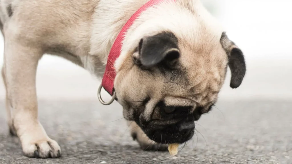 can-i-give-my-dog-raw-chicken-breast