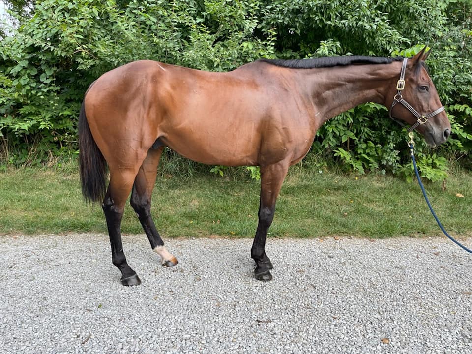 horse with stringhalt be ridden