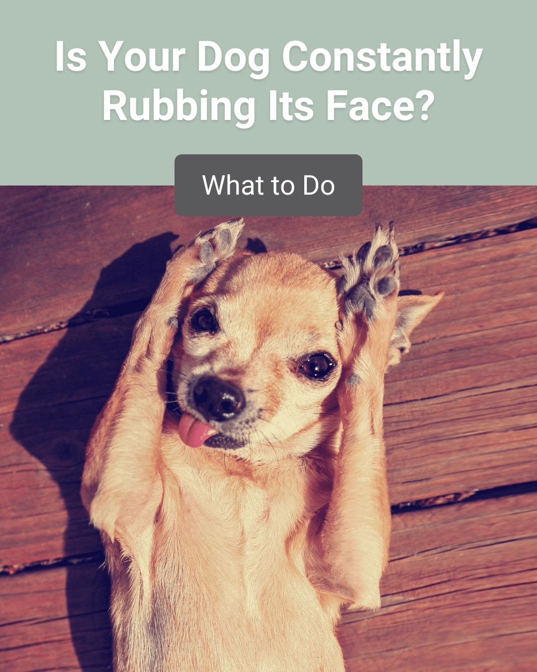 why do dogs rub their face on the floor