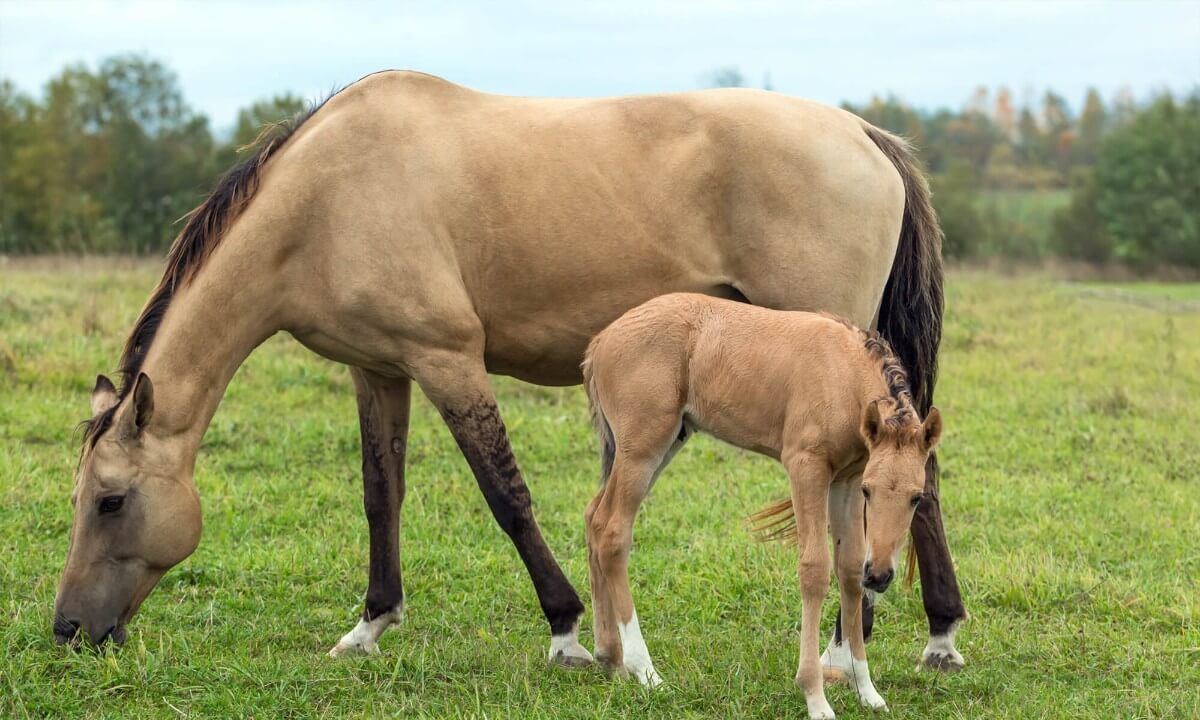 dun horse names